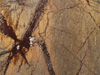 Parapet marmurowy: Rainforest Brown